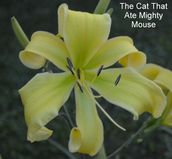 THE CAT THAT ATE MIGHTY MOUSE